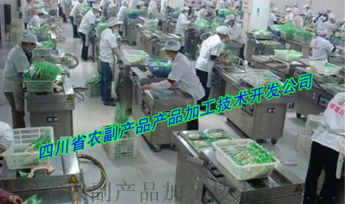 大頭菜生產設備技術開發 邁向現代化與便捷化